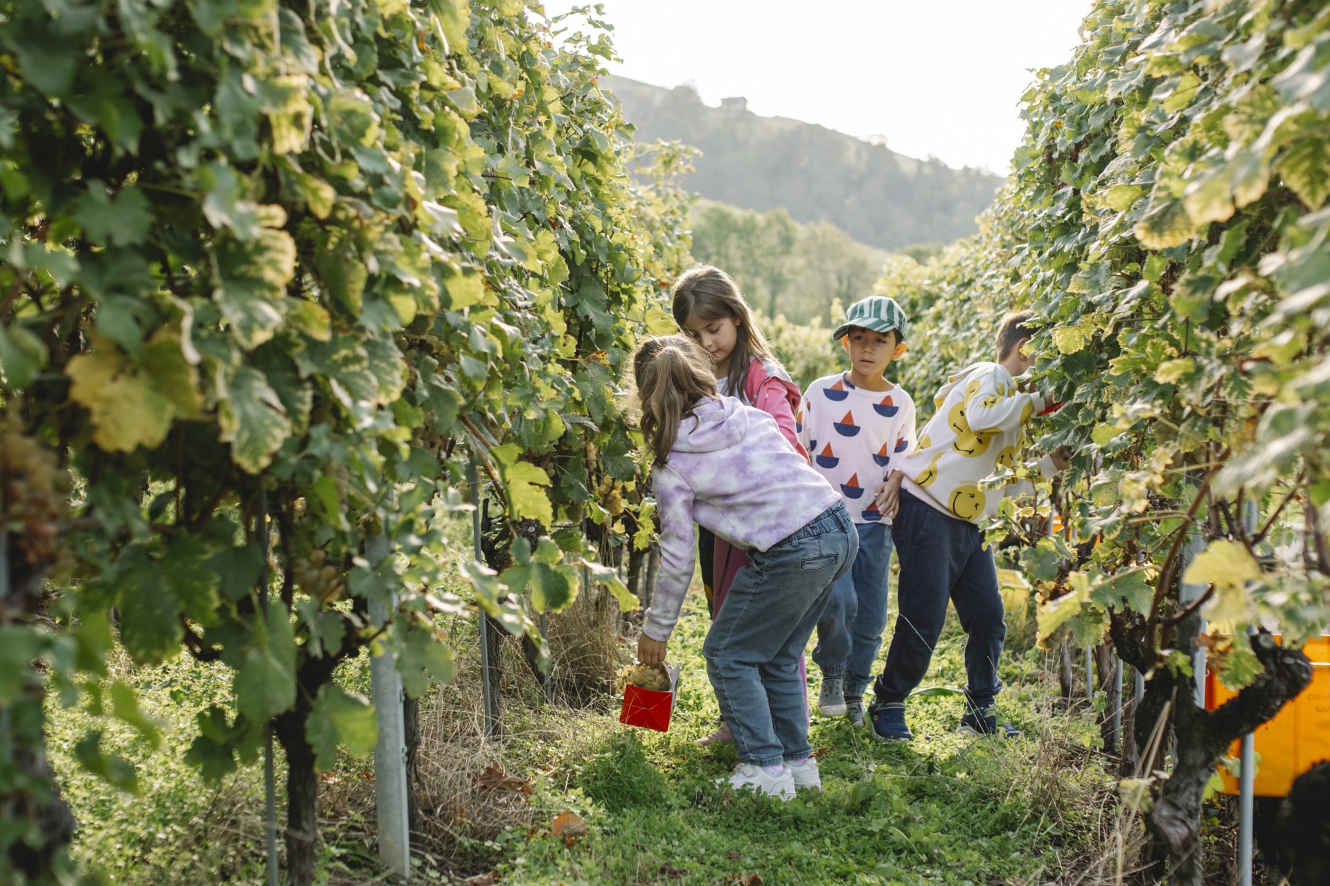 Lavaux vendanges eleves ElsaMesot
