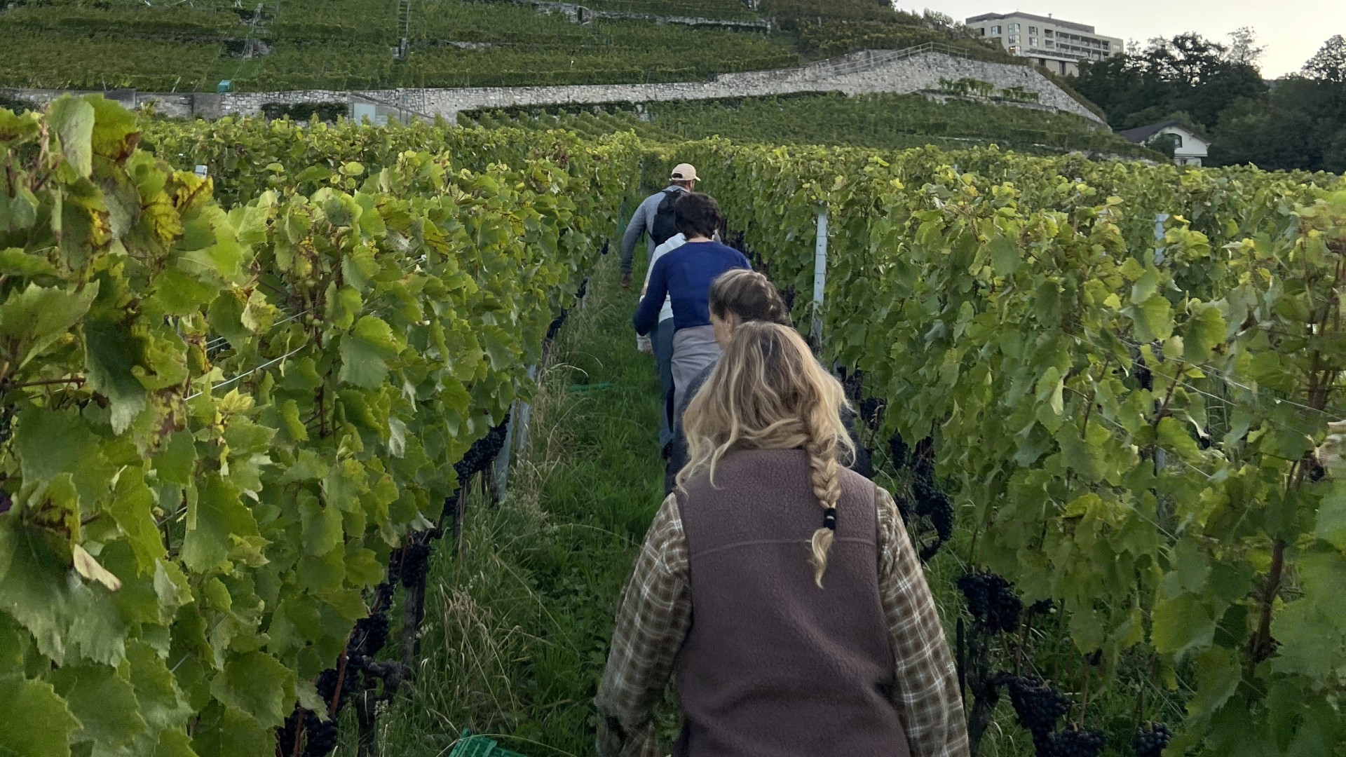 lpm vendanges equipe rivazclpm img 0225 crop