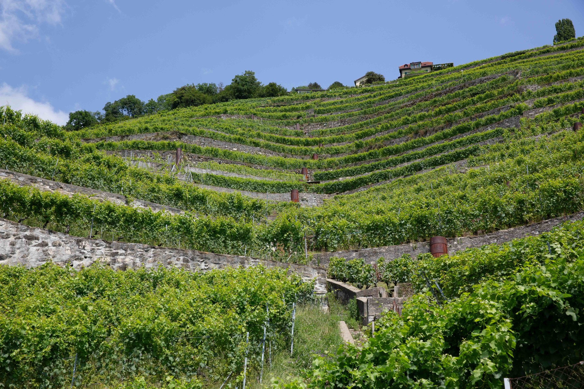 px paysage viticole cvincent bailly lpm 4