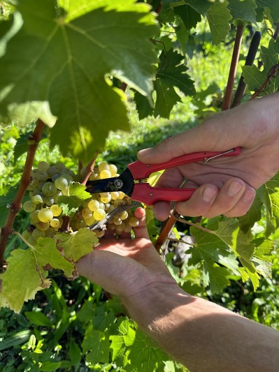 lpm vendanges 2023ckarin jorio